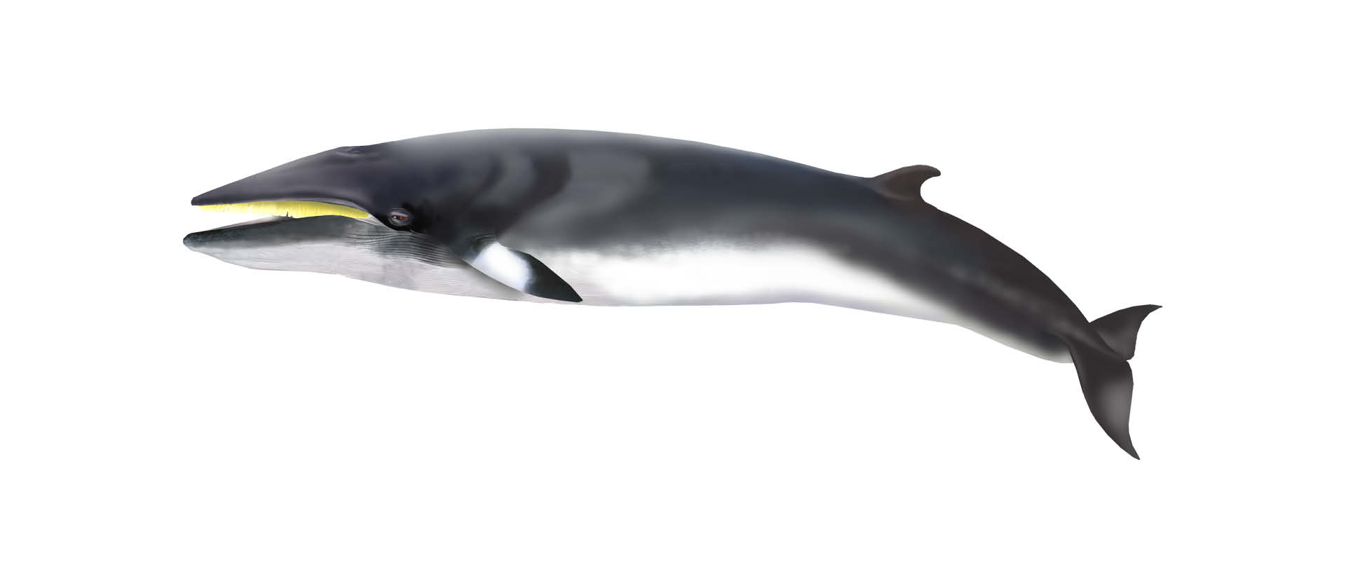 baleia anã