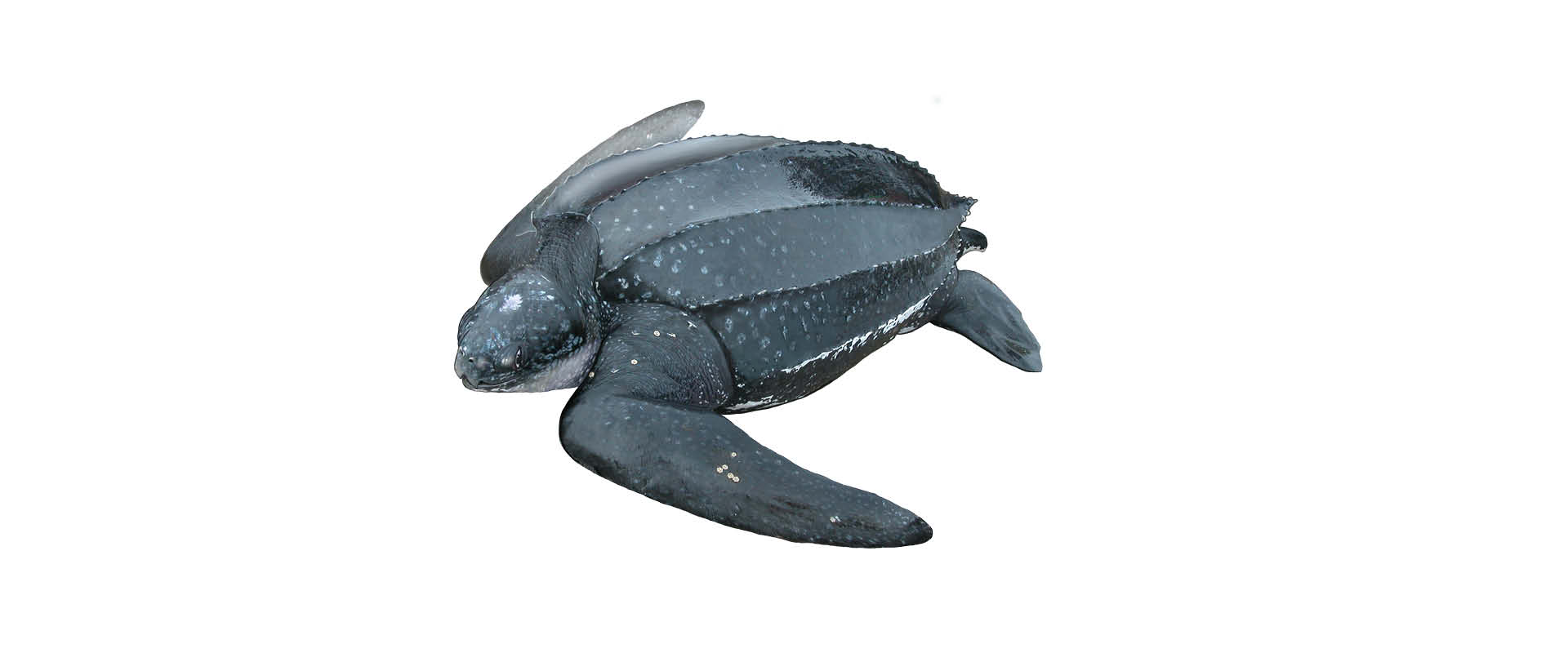 tartaruga de couro