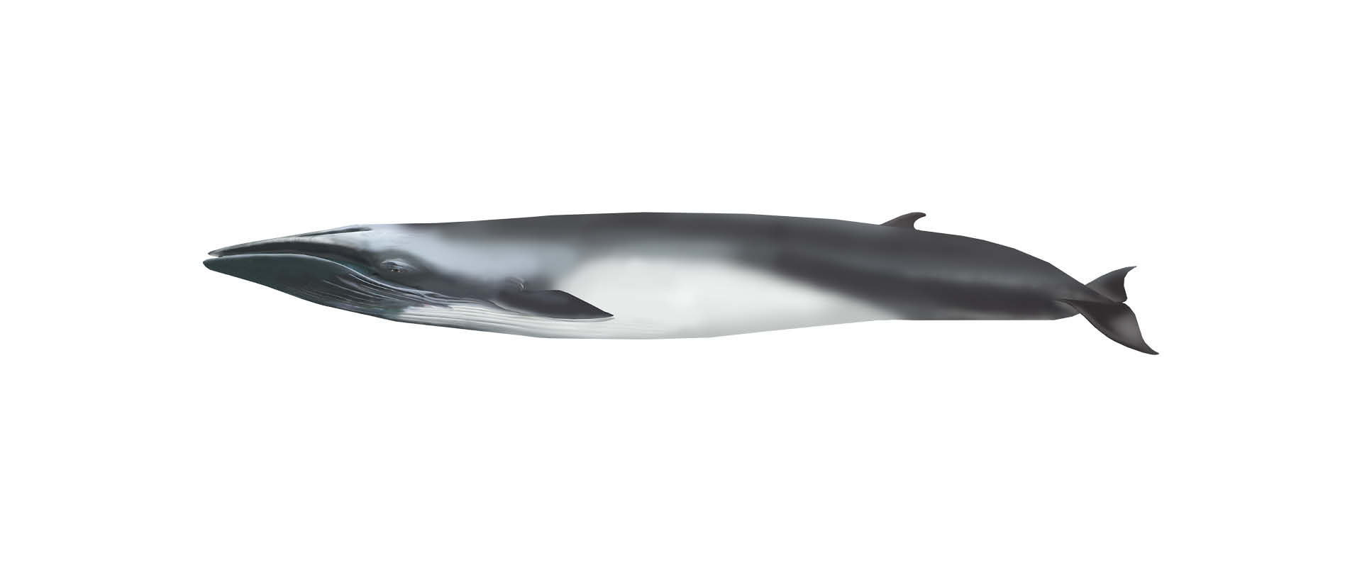baleia comum    ​