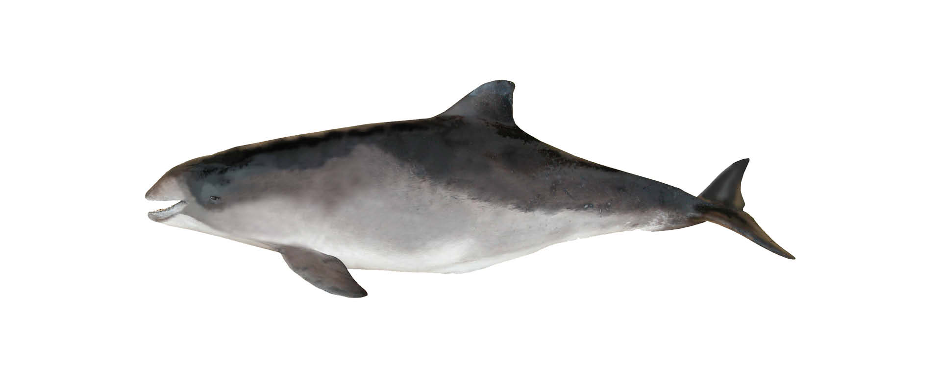 botô