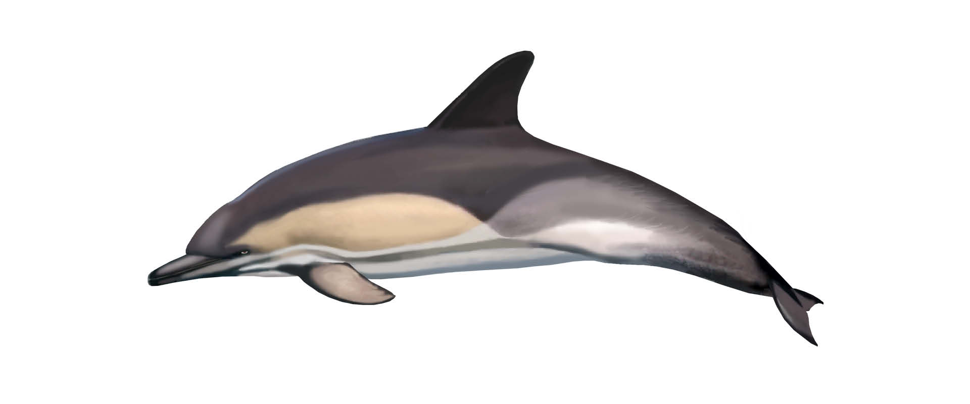 golfinho comum