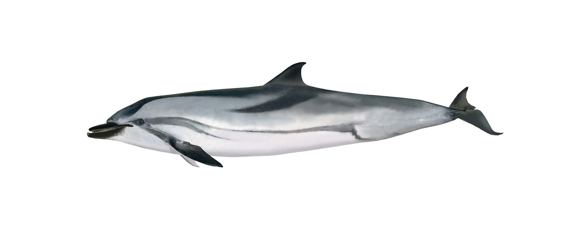 striped-dolphin