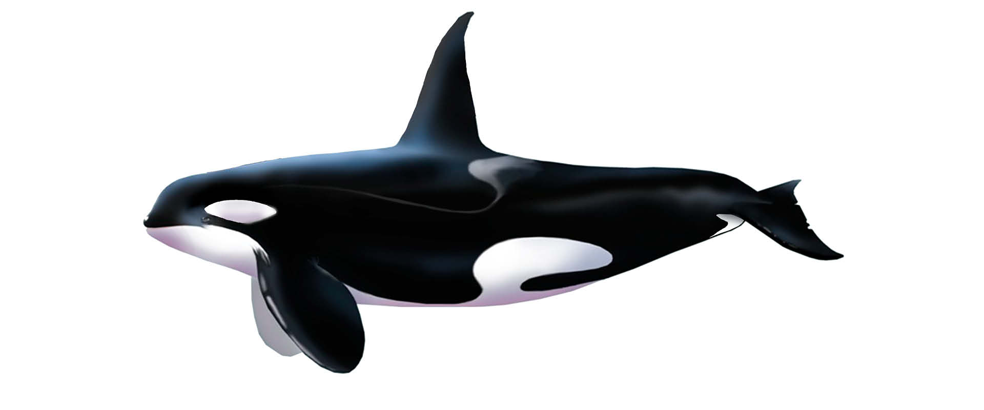 Orca