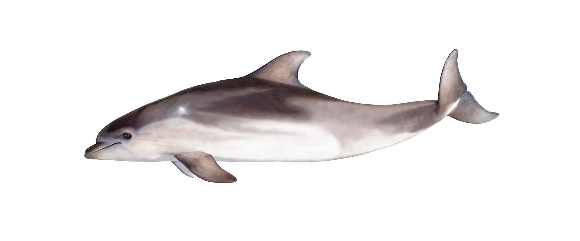 bottlenose