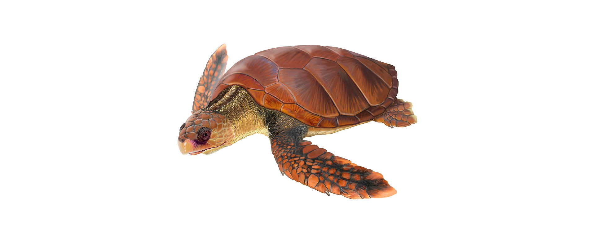 tartaruga bôba