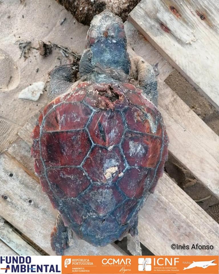 Caretta caretta colisão