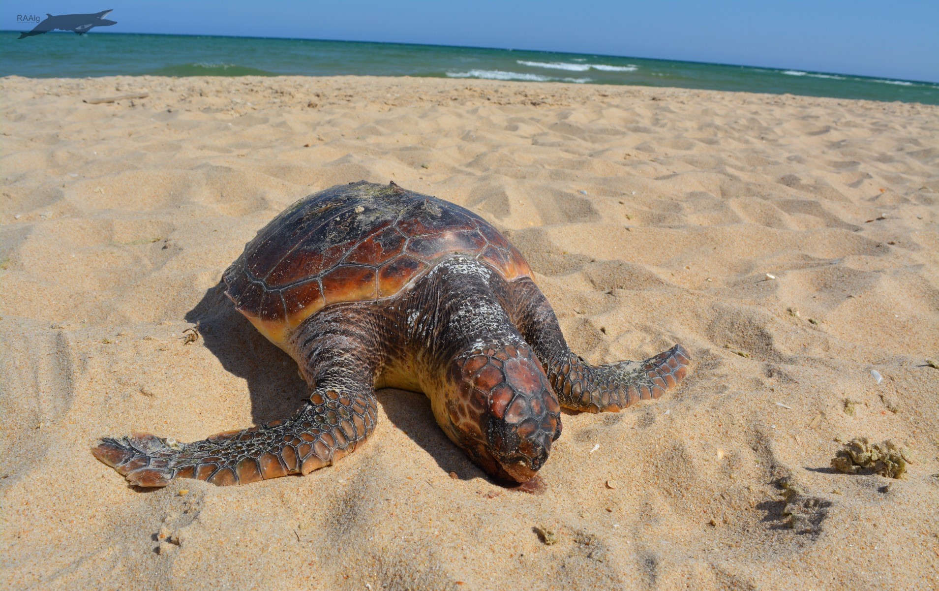 Tartaruga arrojada na praia de Cacela Velha