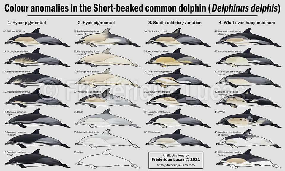 Vários padrões de golfinhos-comuns melanísticos