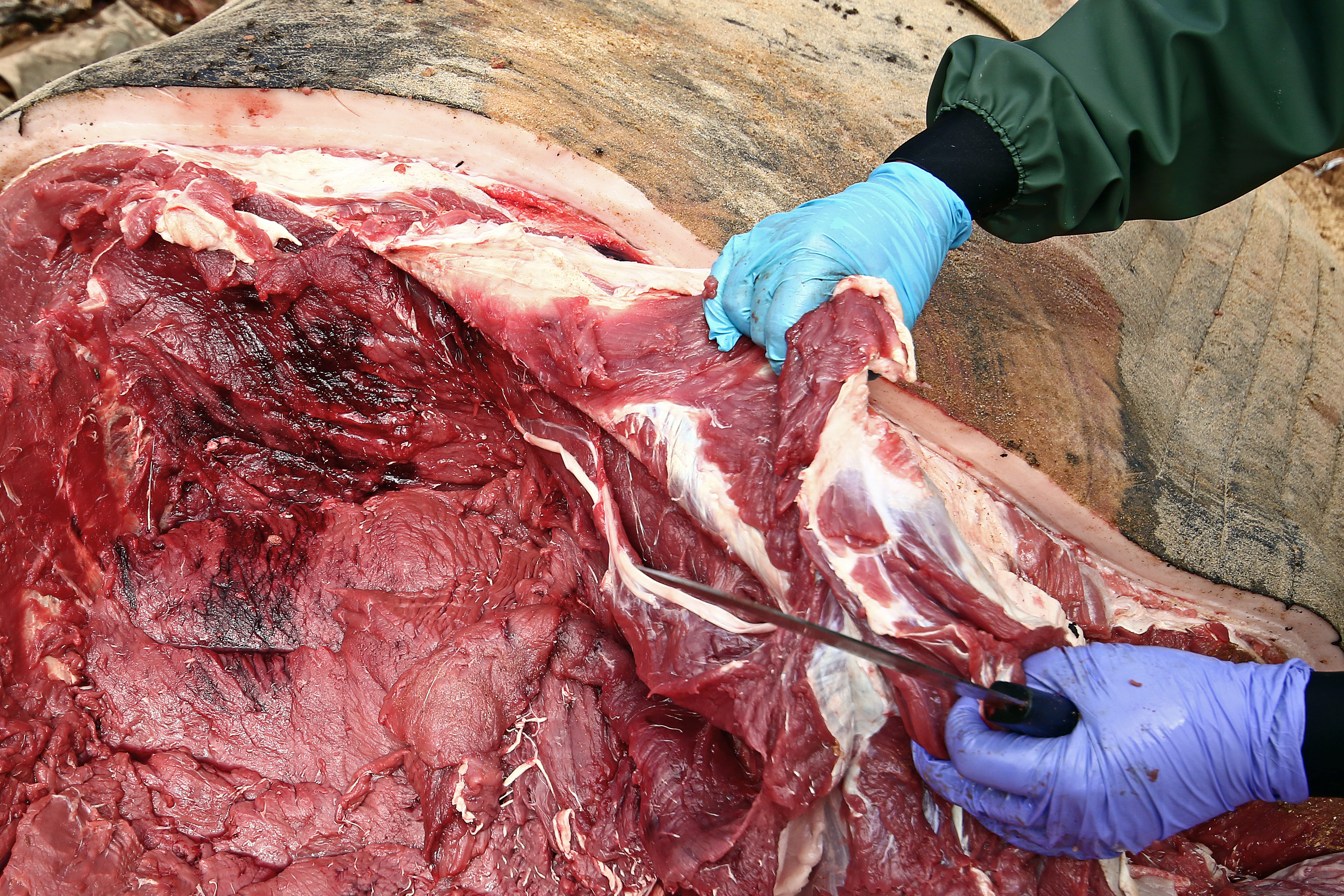 Hemorragia intra-muscular em Baleia