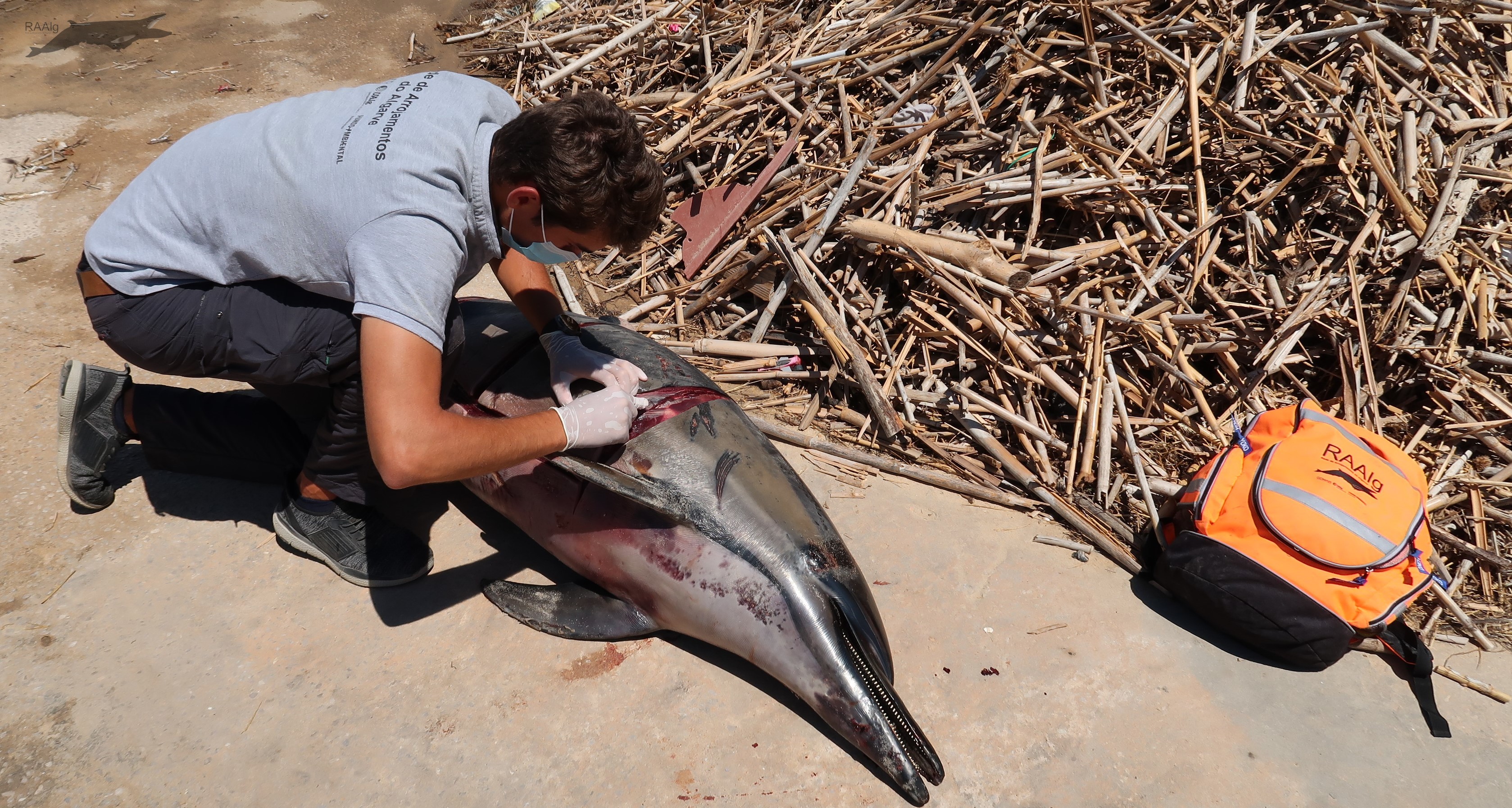 Necrópsia de golfinho comum, praia de Faro