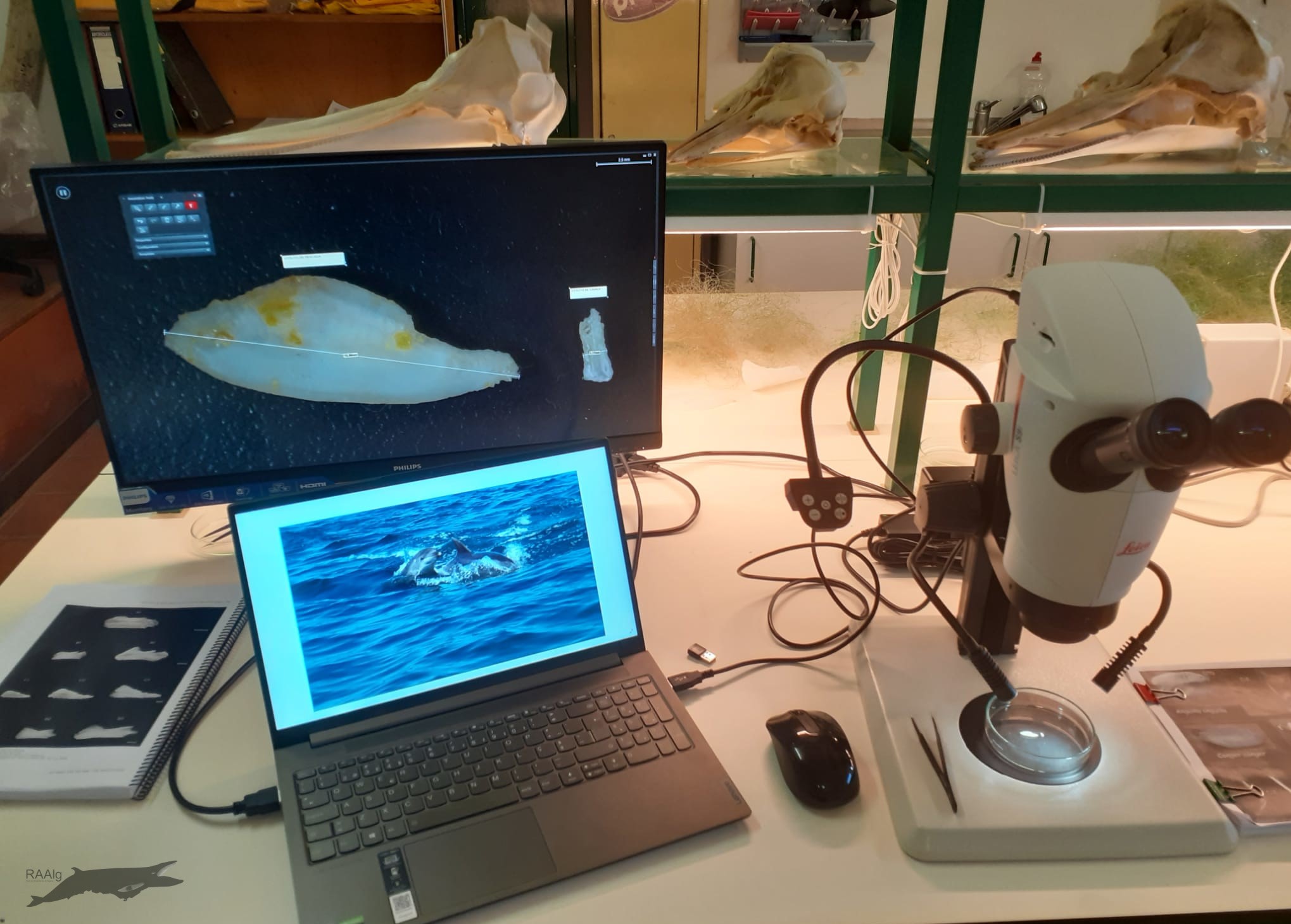 Lupa binocular lab