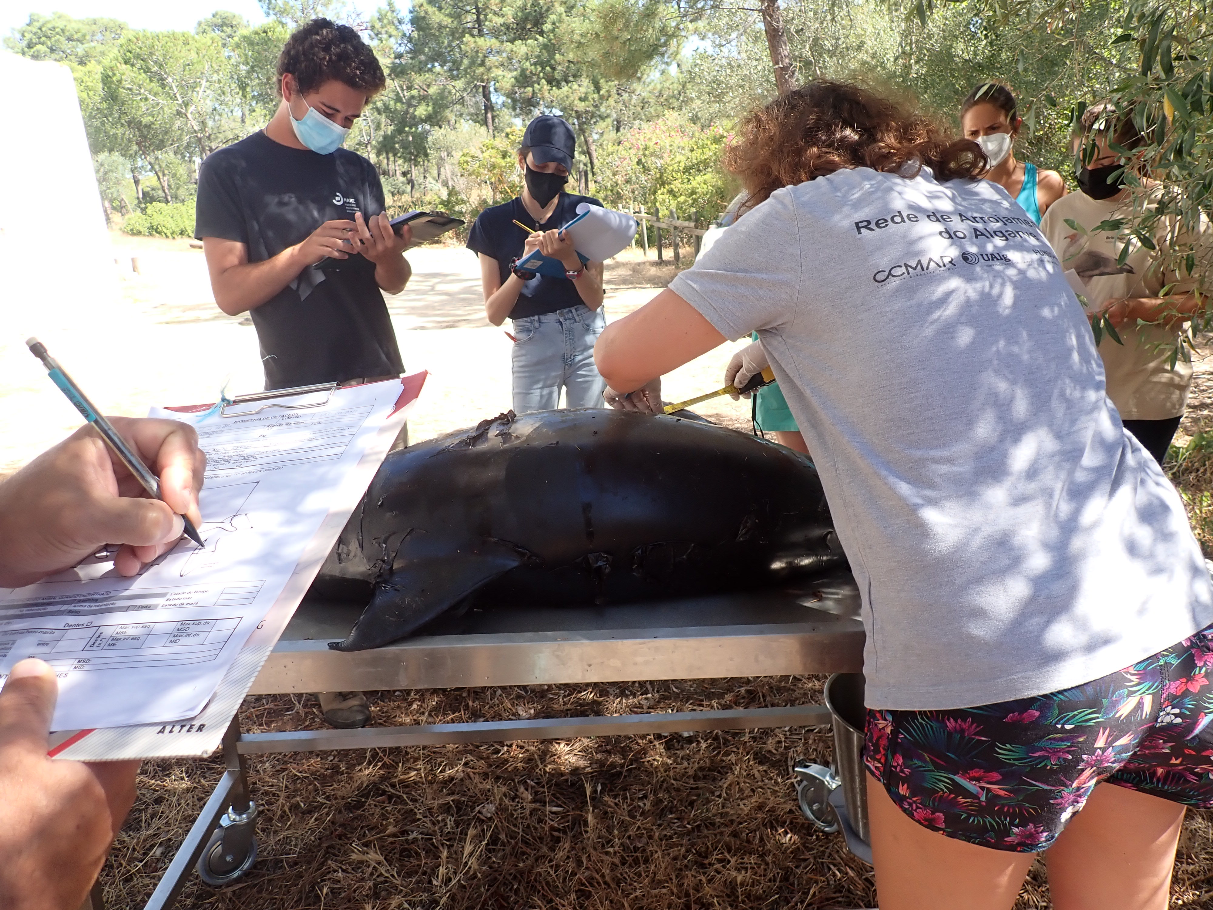 Realização da necrópsia de um golfinho comum