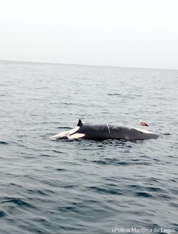 Orcinus orca