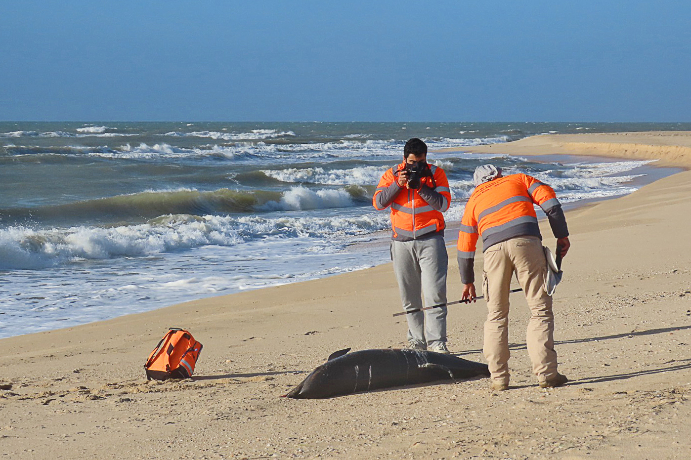 Preliminary observations on a stranded Bottlenose dolphin