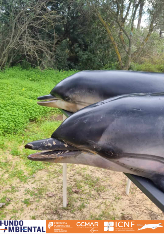 Arrojamento duplo de golfinhos-riscados