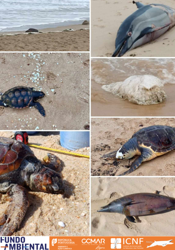 Arrojamentos em semana de tempestade