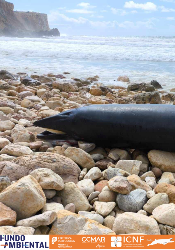 Arrojamento de baleia-anã na Praia da Mareta