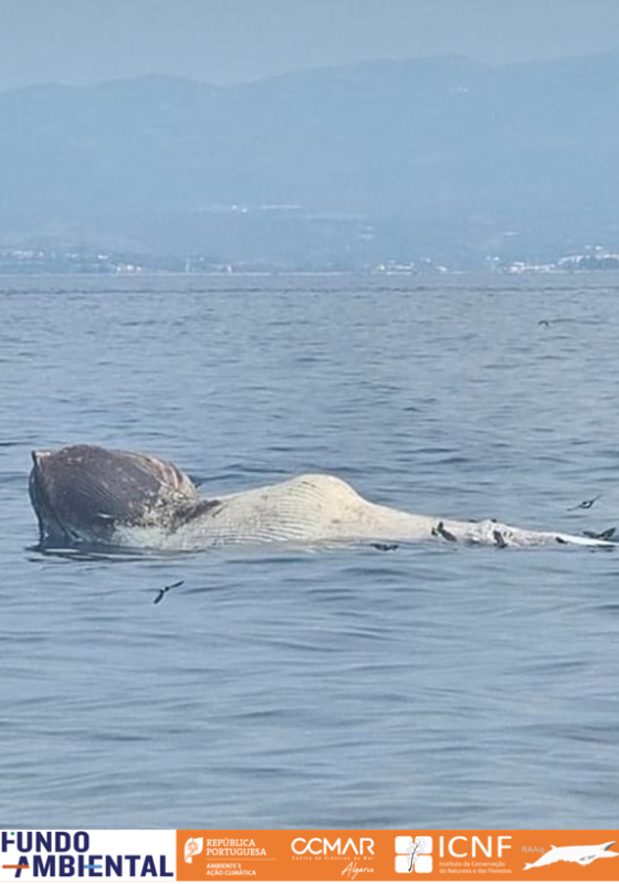 Baleia de barbas à deriva