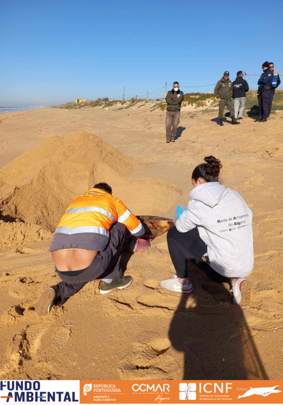 Boto na Praia de Faro