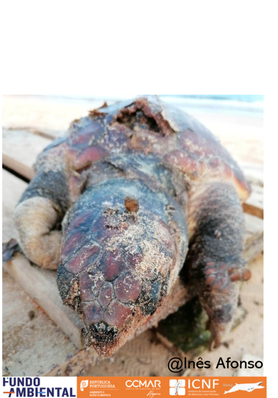 Caretta caretta colisão