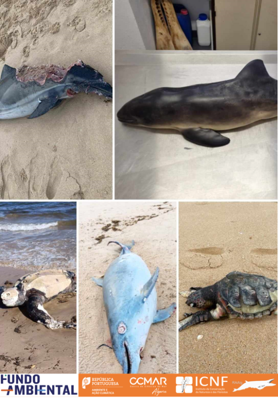 Estados de decomposição dos animais arrojados