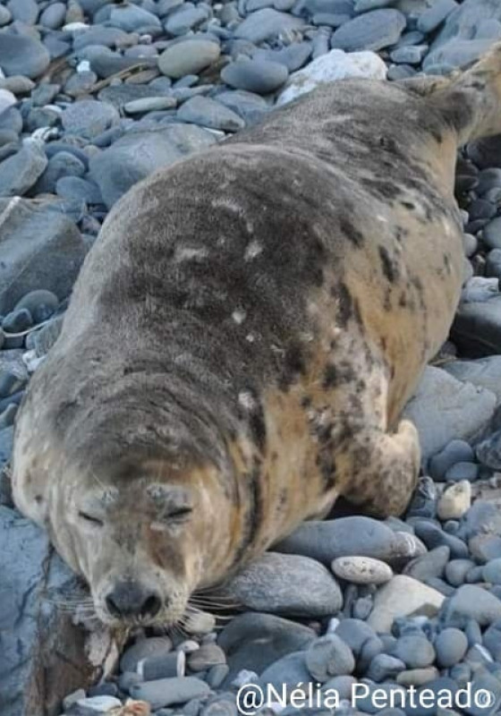 Foca-cinzenta na costa algarvia