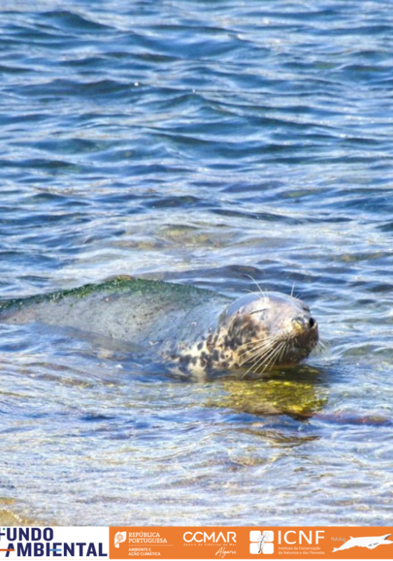 Foca cinzenta no Algarve