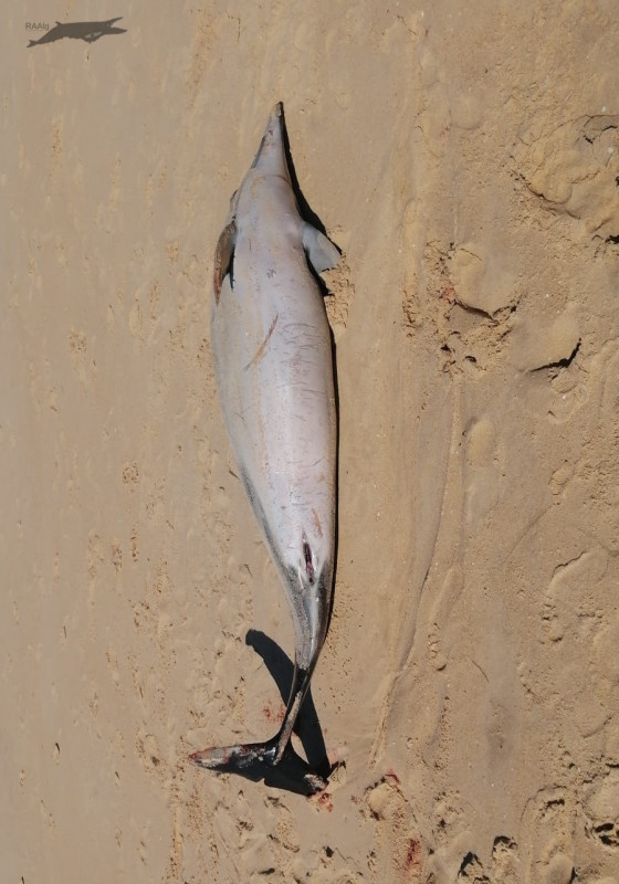 Golfinho comum arrojado na praia de Faro