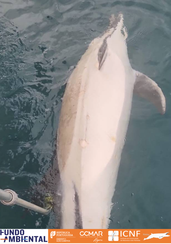 Golfinho à deriva - barra de Portimão
