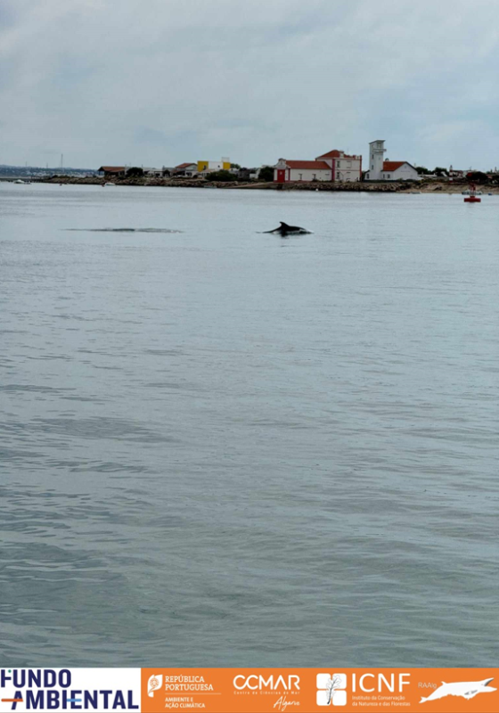 Golfinhos na ria