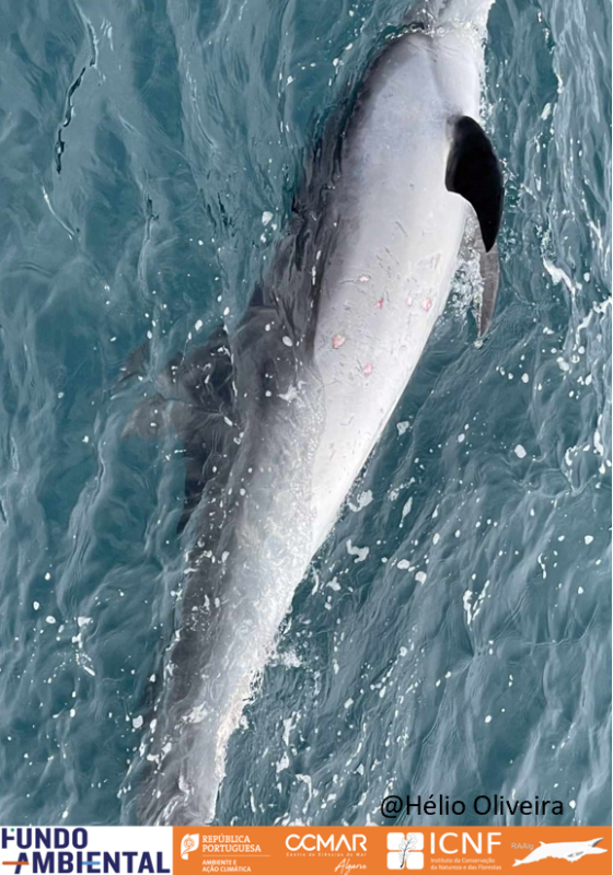Resgisto de animais à deriva
