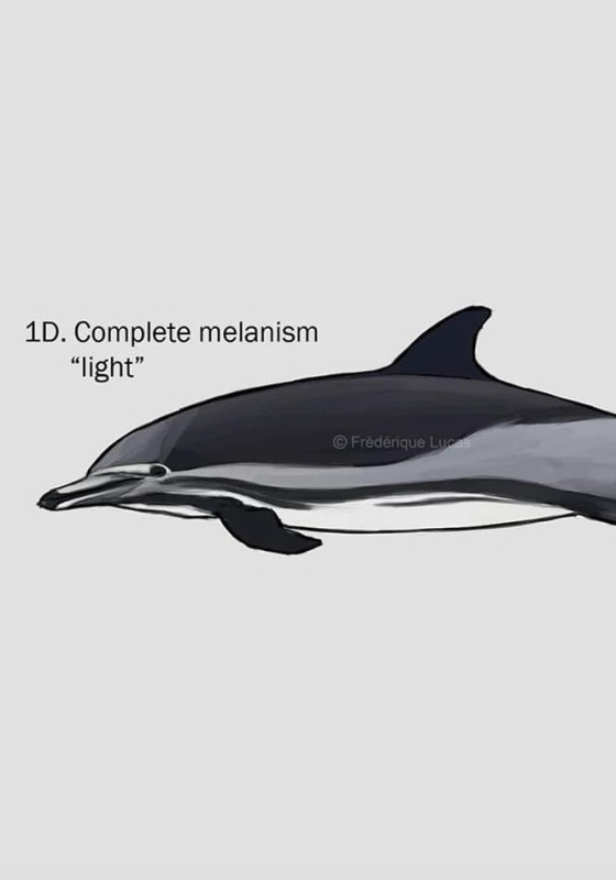 Melanístico