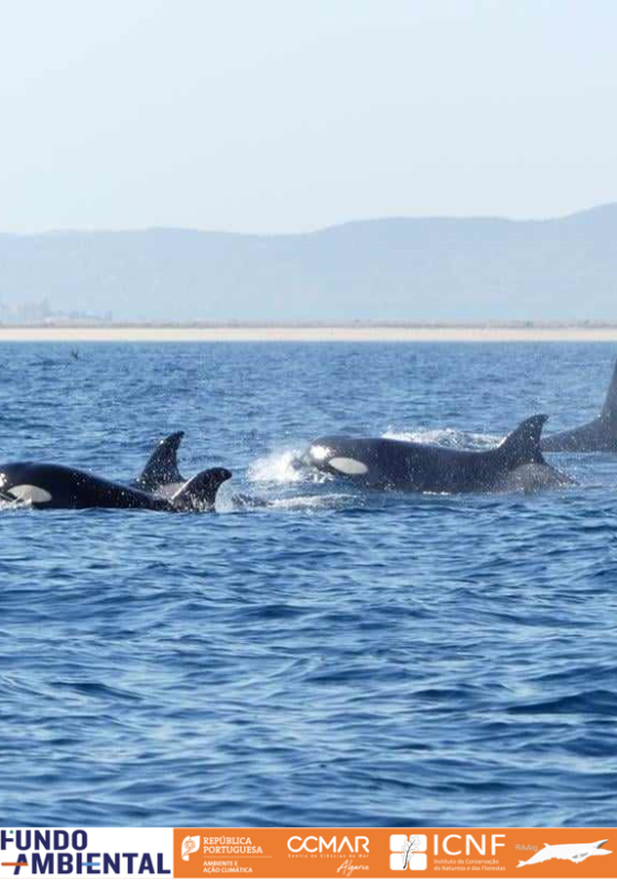 Orca