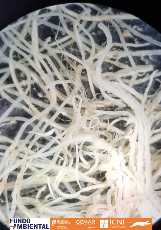Parasitas Halocercus (trato respiratório)