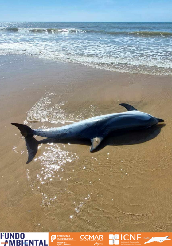 Golfinho-riscado arrojado na Praia de Santo António, em VRSA